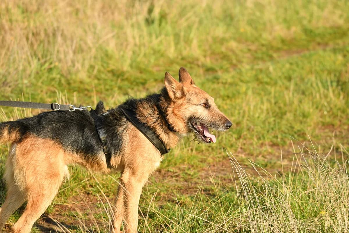Reks, young Mixed Breed for adoption at Zwierzoluby Siedlce