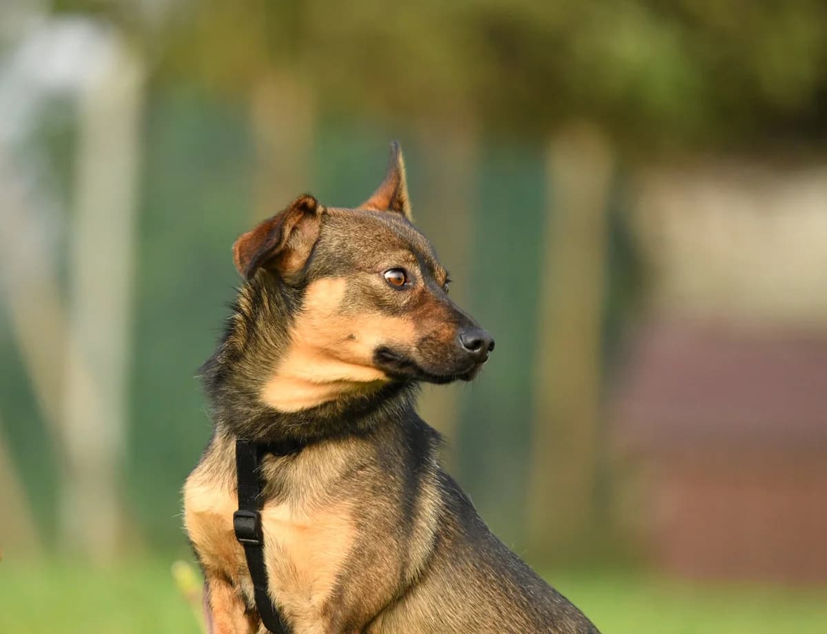 Tofik, young Mixed Breed for adoption at Zwierzoluby Siedlce