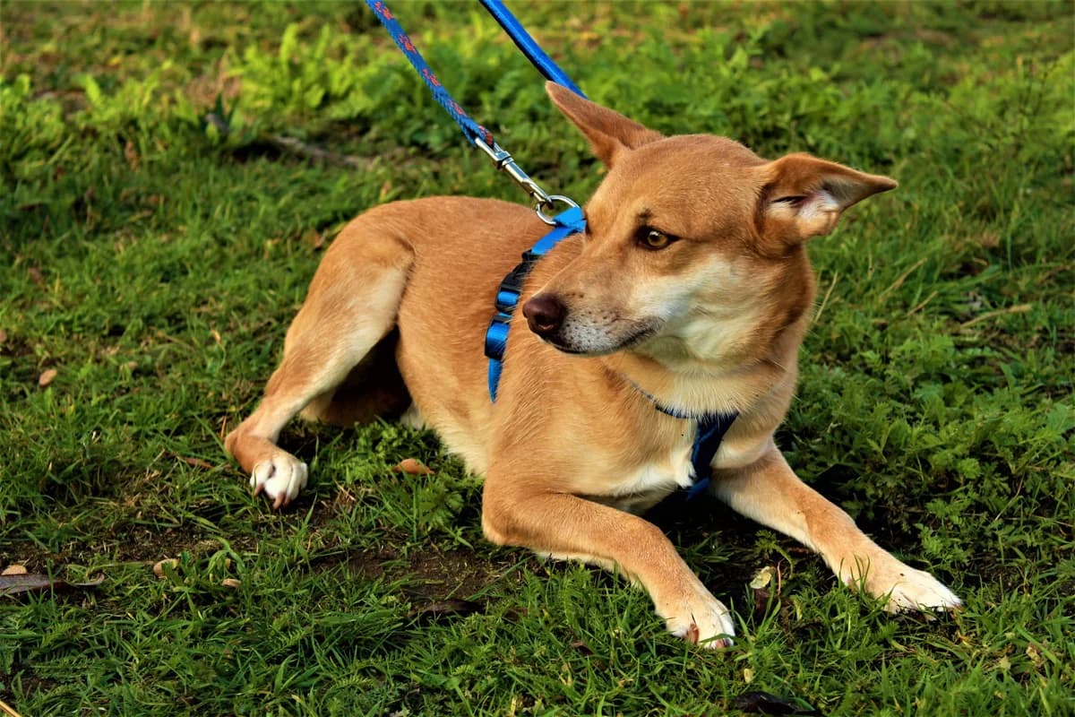 Rudzik, young Mixed Breed for adoption at Zwierzoluby Siedlce