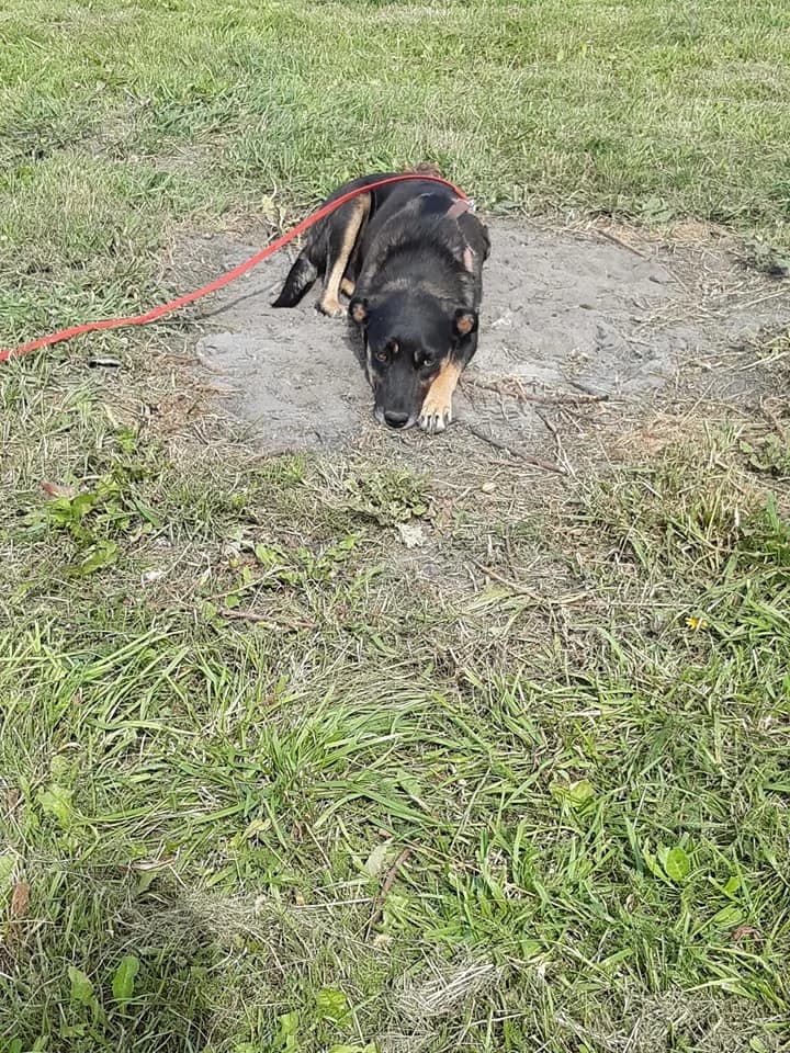 Saba, female 3yo Mixed Breed for adoption at Zwierzoluby Siedlce