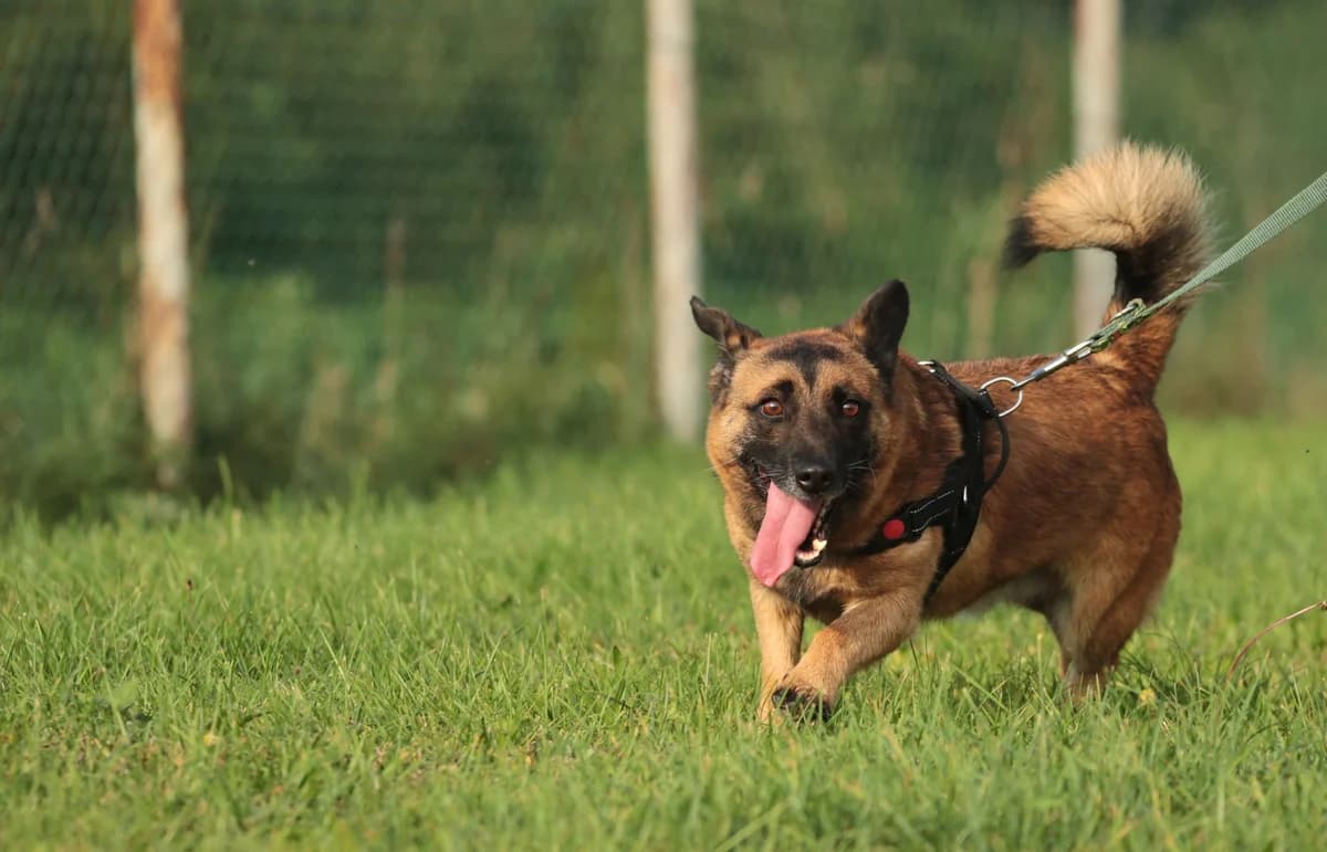 Argus, 3yo Mixed Breed for adoption at Zwierzoluby Siedlce