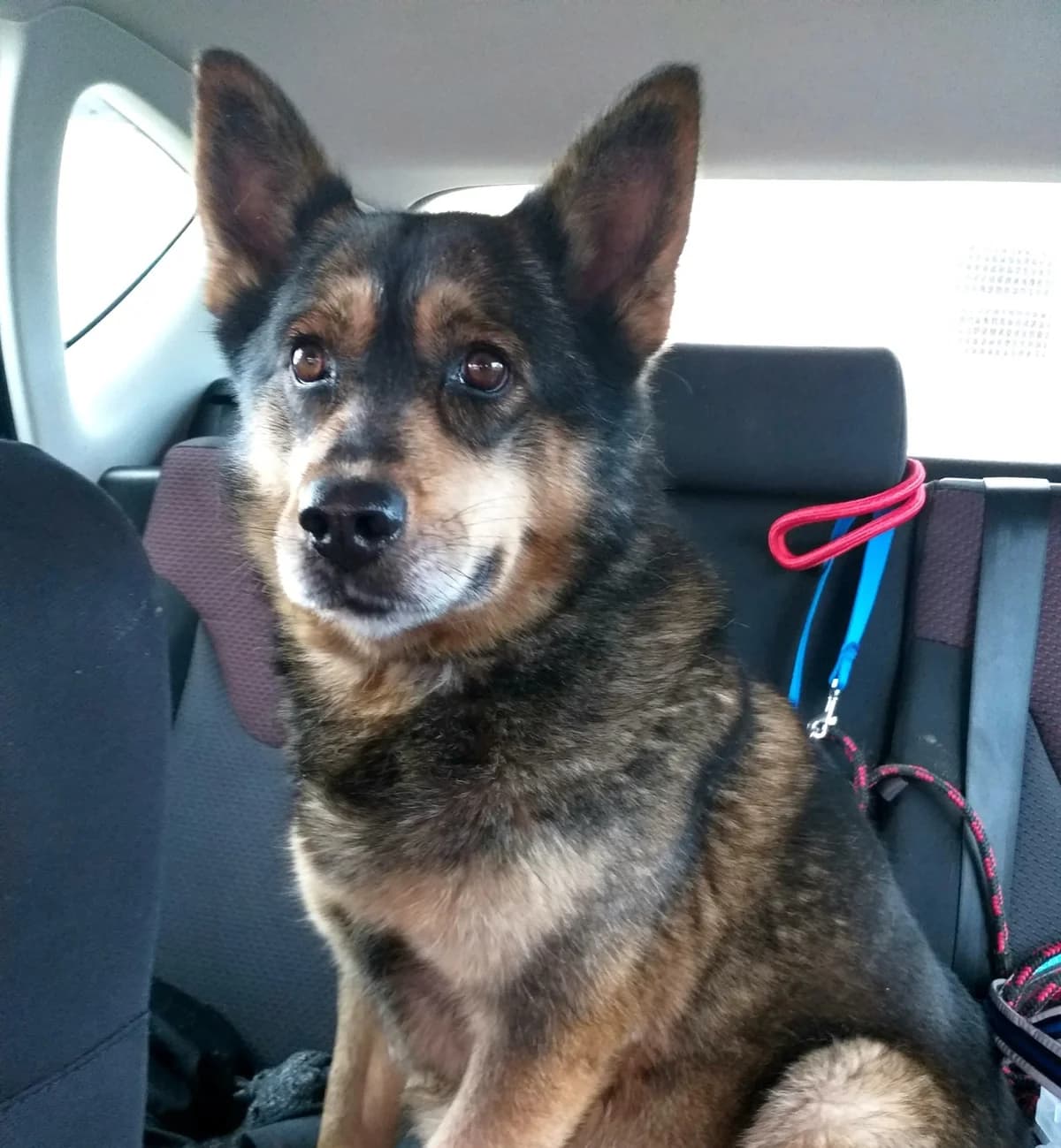Balbina, young Mixed Breed for adoption at Zwierzoluby Siedlce