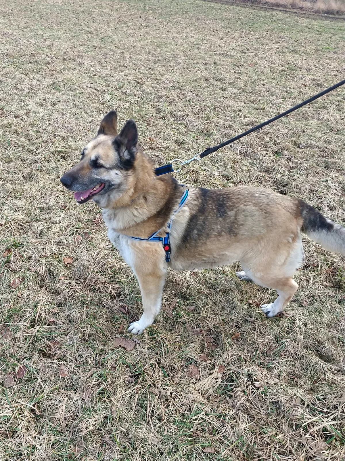 Rita, female 6yo Mixed Breed for adoption at Zwierzoluby Siedlce