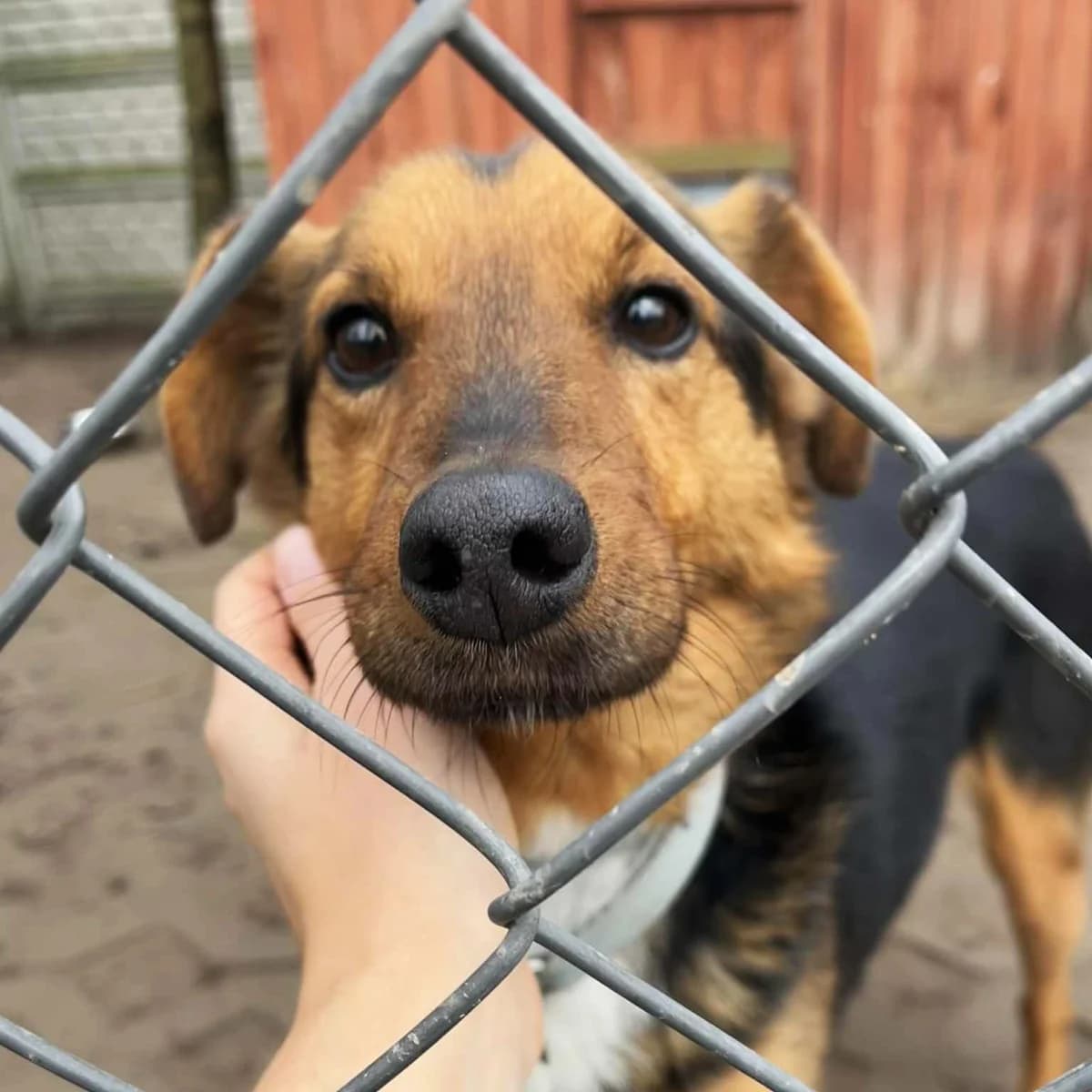 Wafel, male Mixed Breed for adoption at Fundacja Viva Korabiewice, Korabiewice