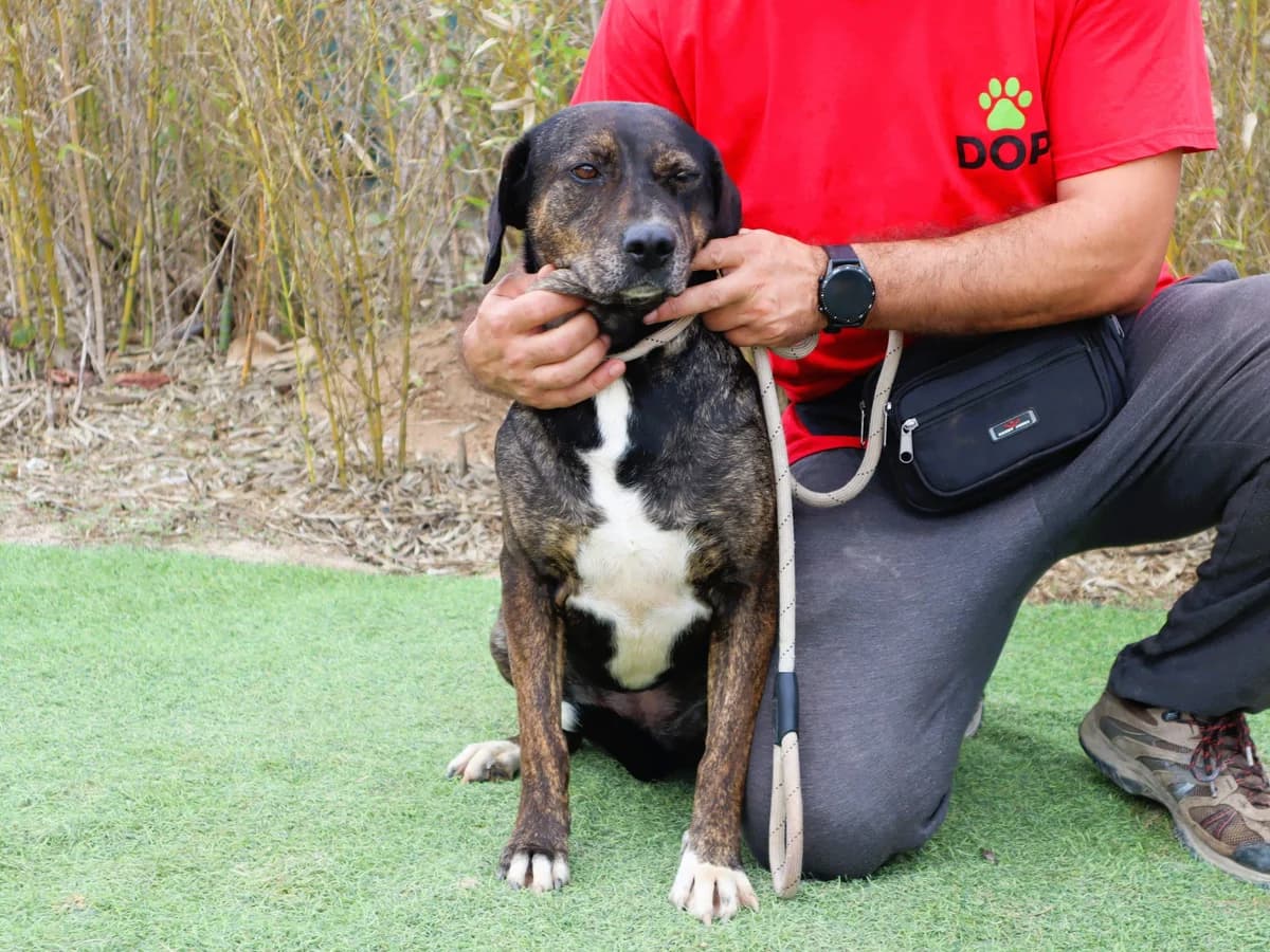 ALZIRA, Castanho female 4yo Mixed Breed for adoption at O Cantinho da Milu, Lisbon