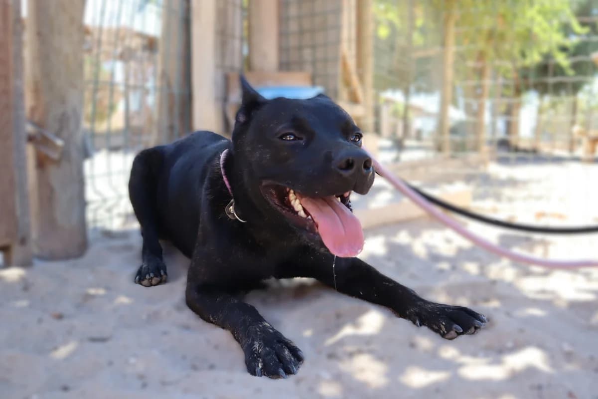 PABLO, Preto male 3yo Mixed Breed for adoption at O Cantinho da Milu, Lisbon