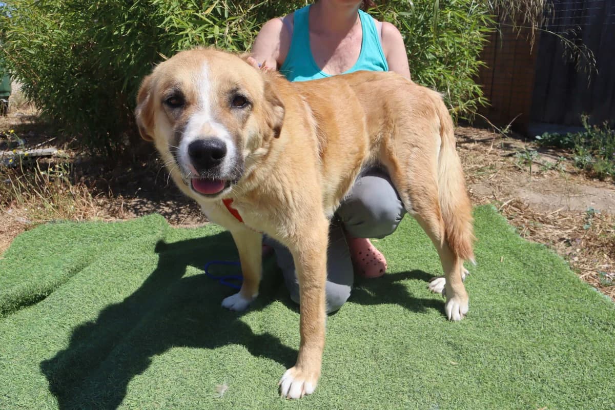 ROBINA, Mel Dourado female 3yo mixed breed for adoption at O Cantinho da Milu, Lisbon