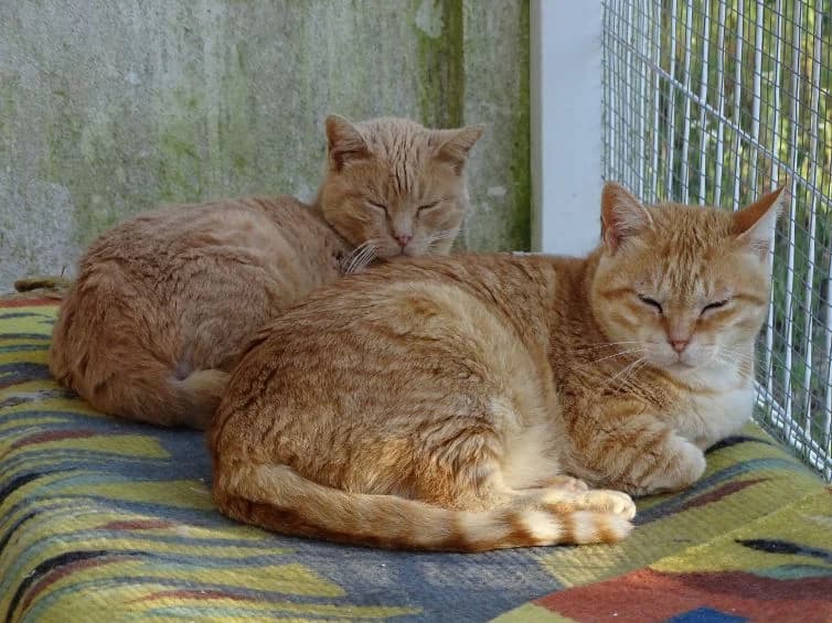 PAULA, Branco e Castanho female young Mixed Breed for adoption at O Cantinho da Milu, Lisbon