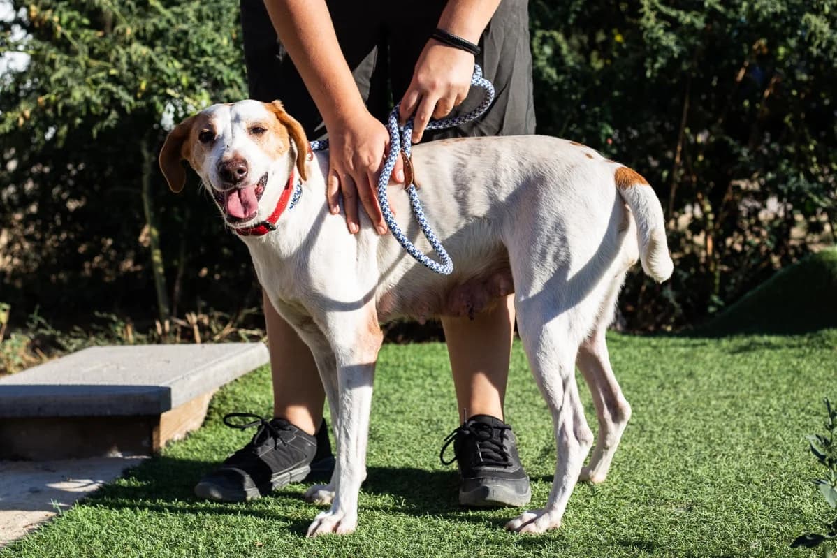 IVA, Branco female senior Mixed Breed for adoption at O Cantinho da Milu, Lisbon