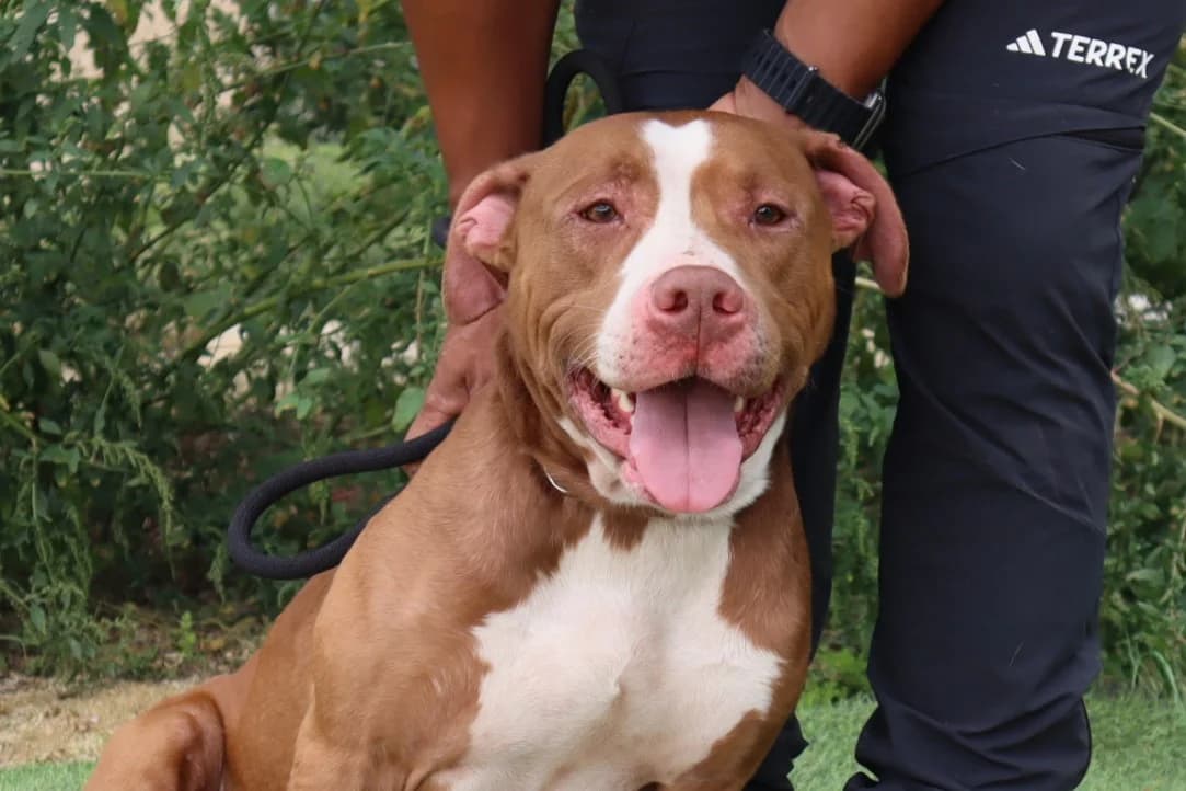 CLAUDE, Castanho e Branco male 3yo Pit Bull Terrier for adoption at O Cantinho da Milu, Lisbon