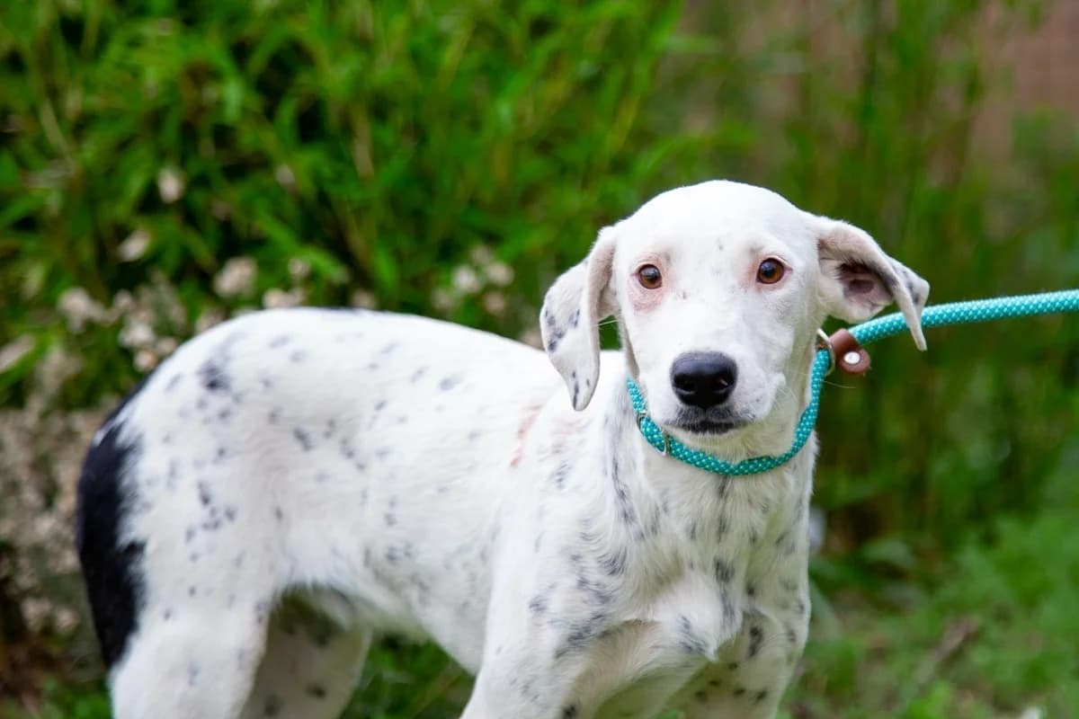 SOFIA, Branco e Preto female young Mixed Breed for adoption at O Cantinho da Milu, Lisbon