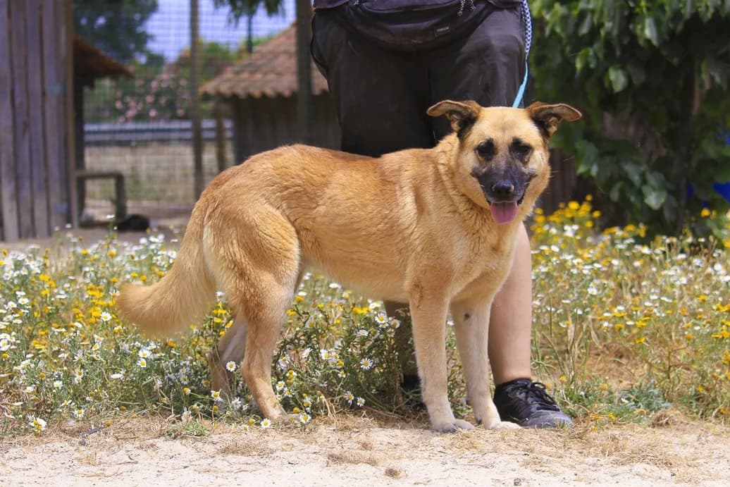 YARA, Castanho female 5yo Mixed Breed for adoption at O Cantinho da Milu, Lisbon