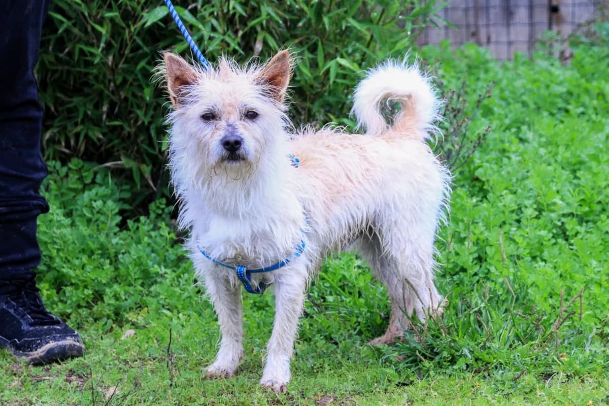 AFONSO, Branco male 6yo Mixed Breed for adoption at O Cantinho da Milu, Lisbon