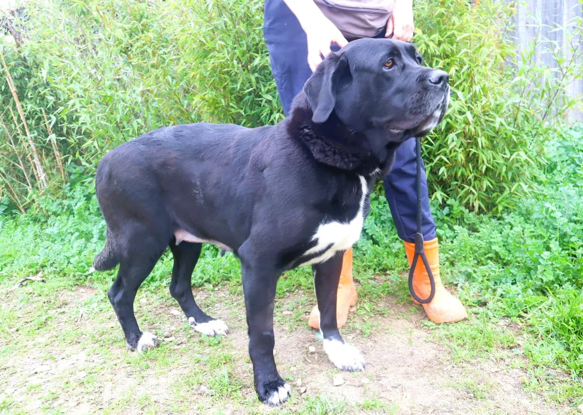 MAYLIN, Preto female 4yo Cane Corso for adoption at O Cantinho da Milu, Lisbon