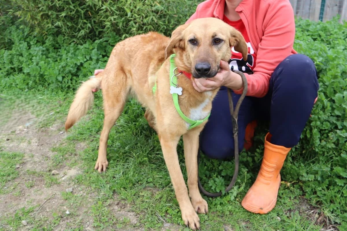 FREDA, Castanho male young Mixed Breed for adoption at O Cantinho da Milu, Lisbon