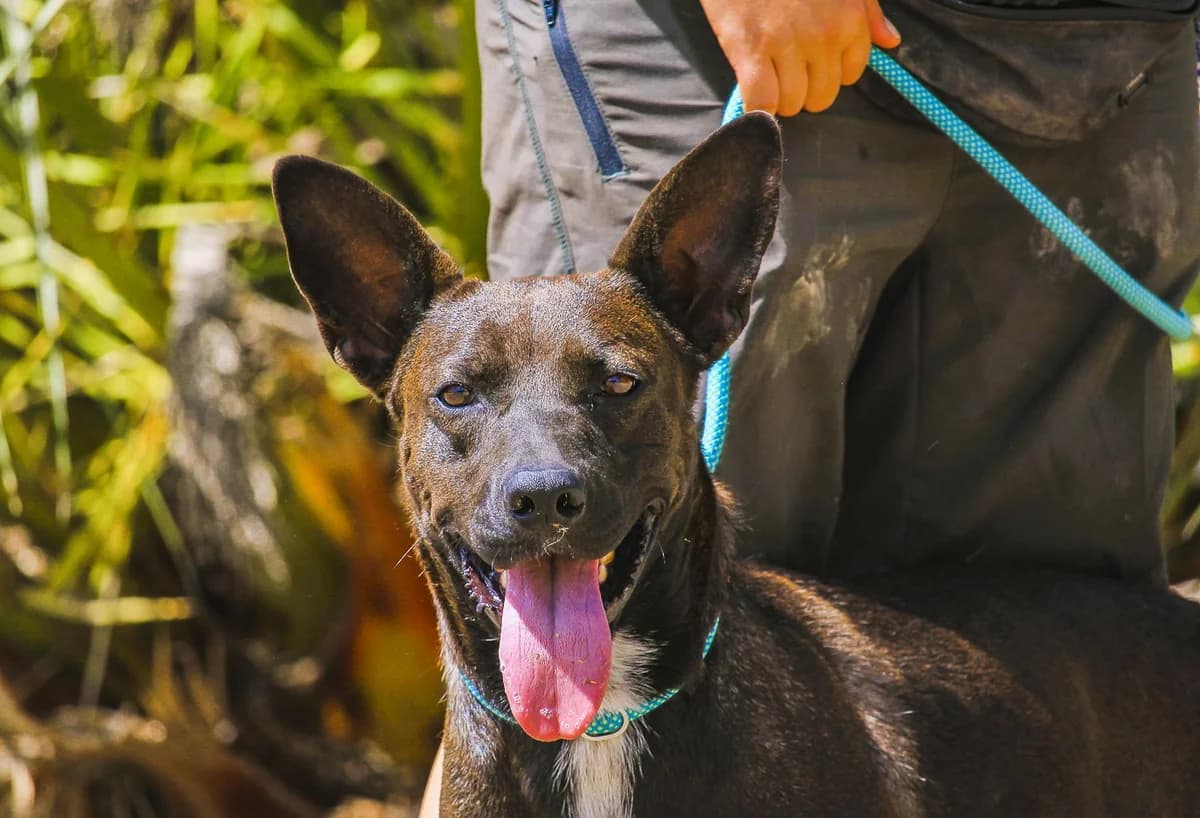LINDINHA, Preto e Branco female 3yo Mixed Breed for adoption at O Cantinho da Milu, Lisbon