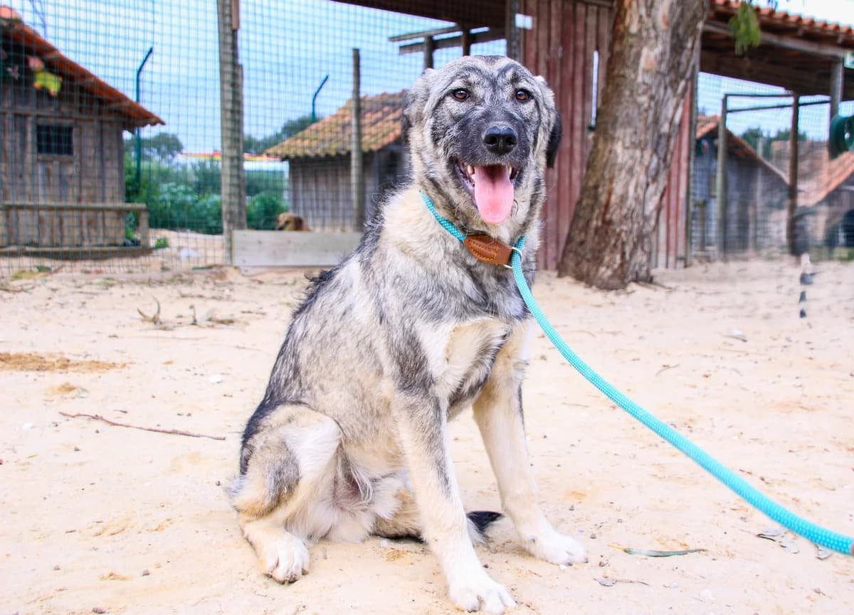 RUNE, Cinza e Branco male young Mixed Breed for adoption at O Cantinho da Milu, Lisbon