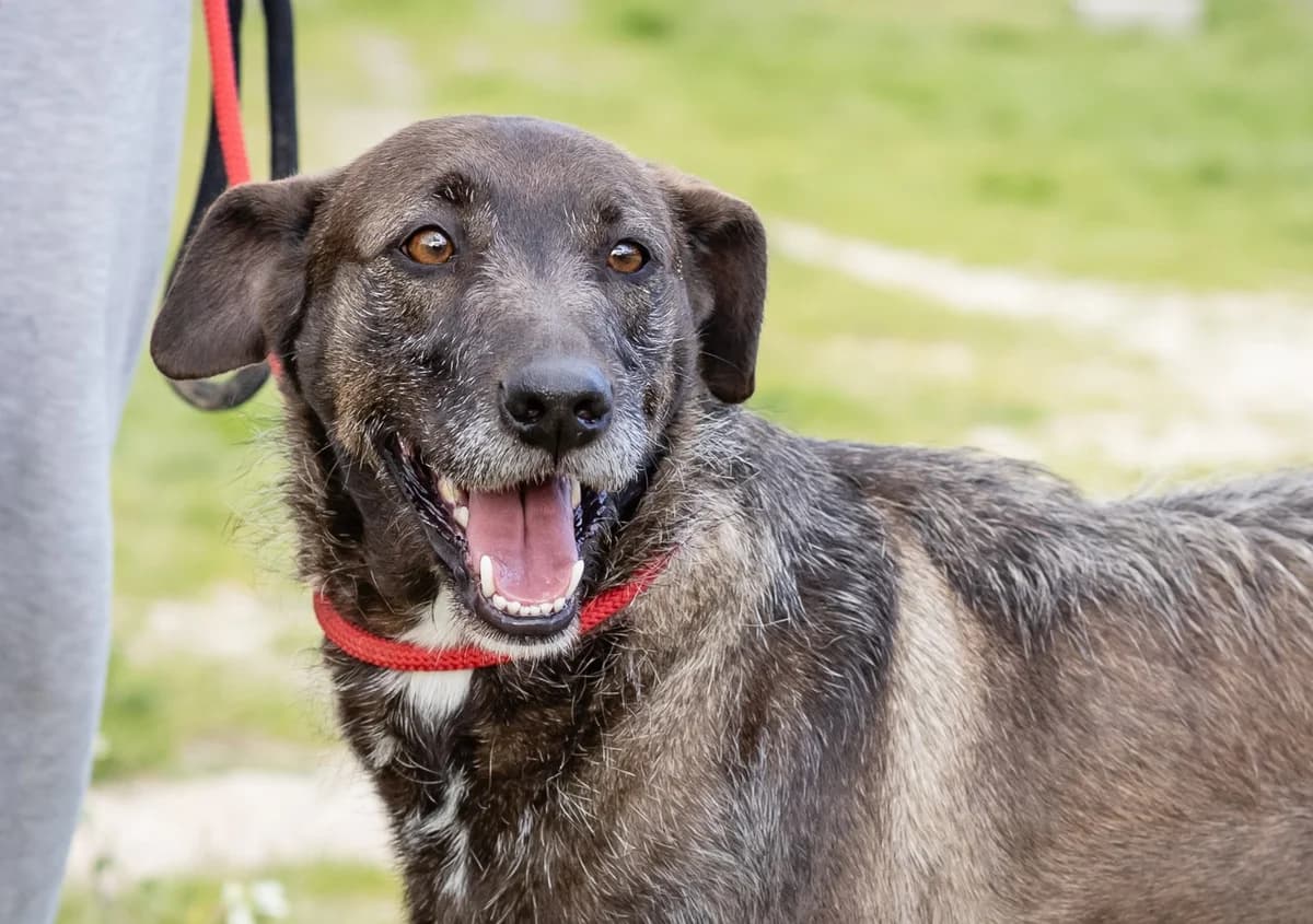 JAZZ, Castanho male 4yo Mixed Breed for adoption at O Cantinho da Milu, Lisbon