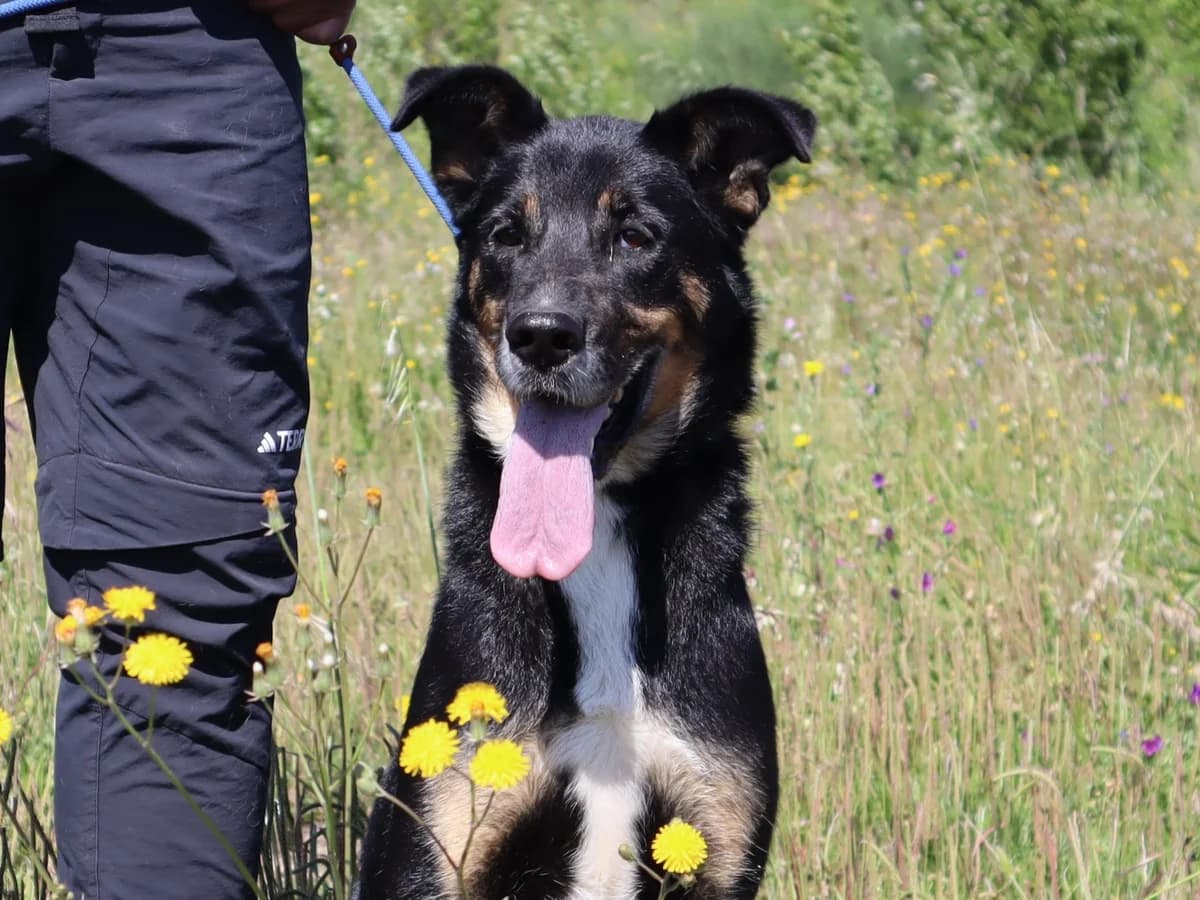 MIMI, Preto female 6yo Mixed Breed for adoption at O Cantinho da Milu, Lisbon