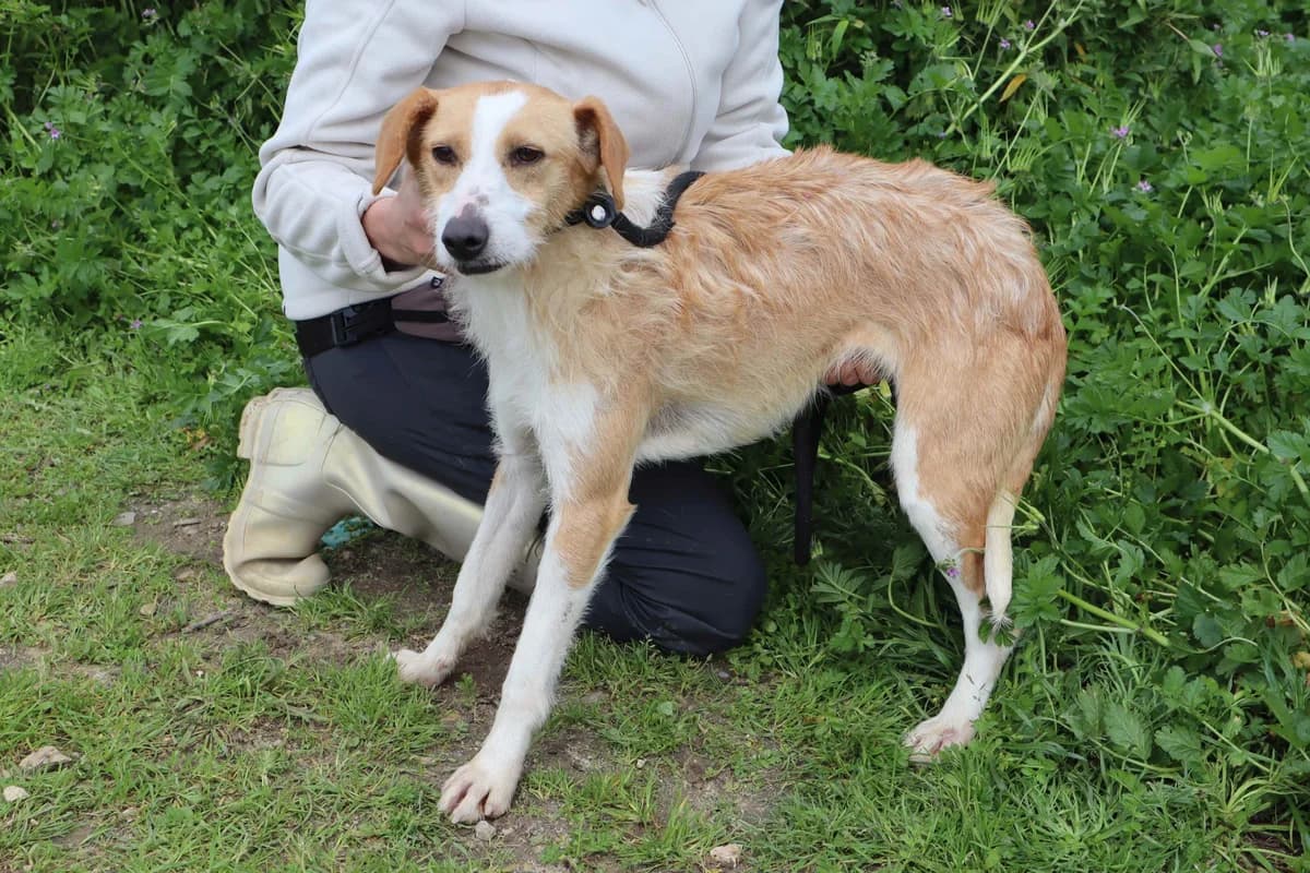GISELE, Creme female 3yo mixed breed for adoption at O Cantinho da Milu, Lisbon