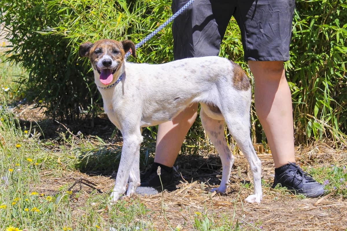 CRIS, Branco e Castanho female 3yo Mixed Breed for adoption at O Cantinho da Milu, Lisbon