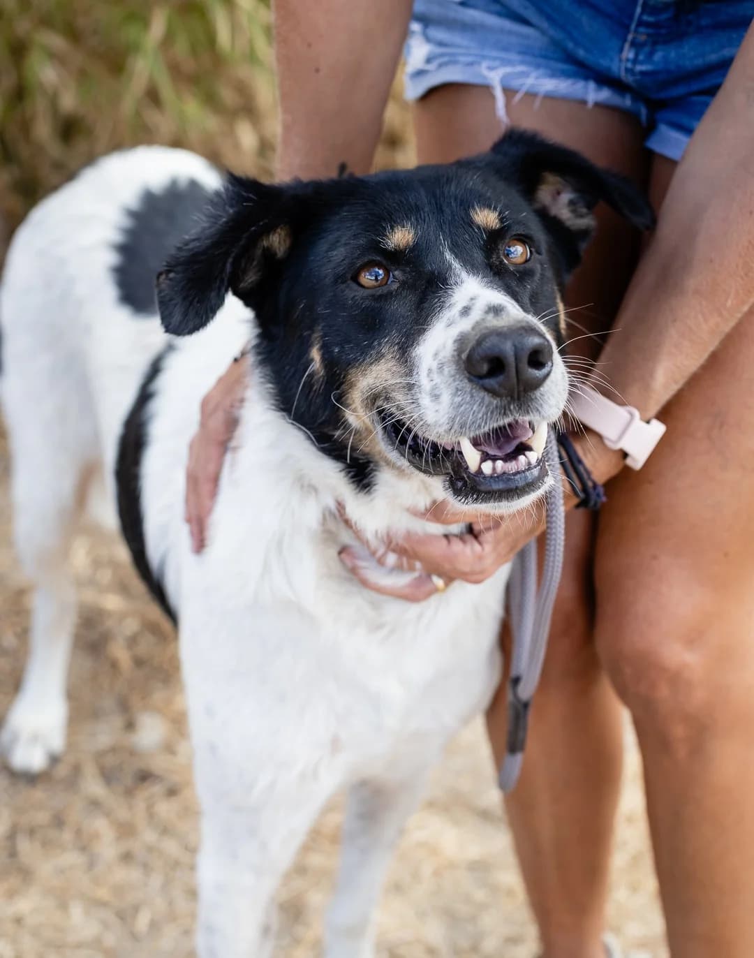 FABIANA, Branco e Preto female 3yo Mixed Breed for adoption at O Cantinho da Milu, Lisbon