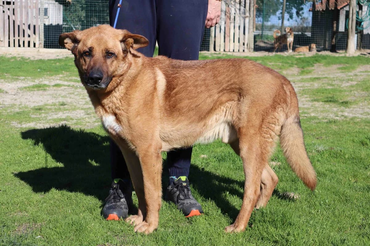 RUCA, Castanho male senior Mixed Breed for adoption at O Cantinho da Milu, Lisbon