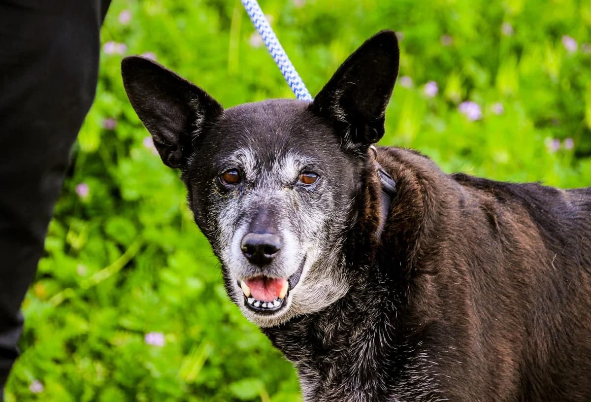 DOLLY, Preto female senior Mixed Breed for adoption at O Cantinho da Milu, Lisbon