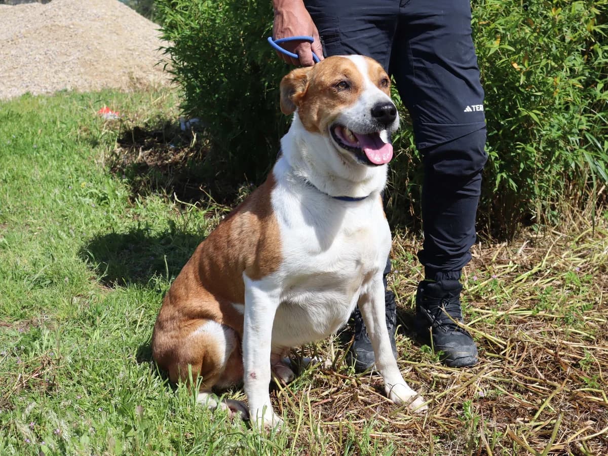 PACO, Branco e Castanho male senior Mixed Breed for adoption at O Cantinho da Milu, Lisbon