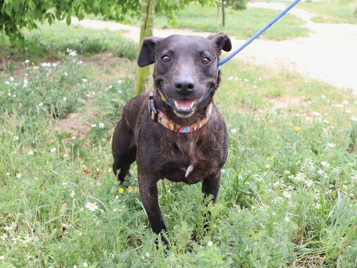 MARIE, Tigrado female young Mixed Breed for adoption at O Cantinho da Milu, Lisbon
