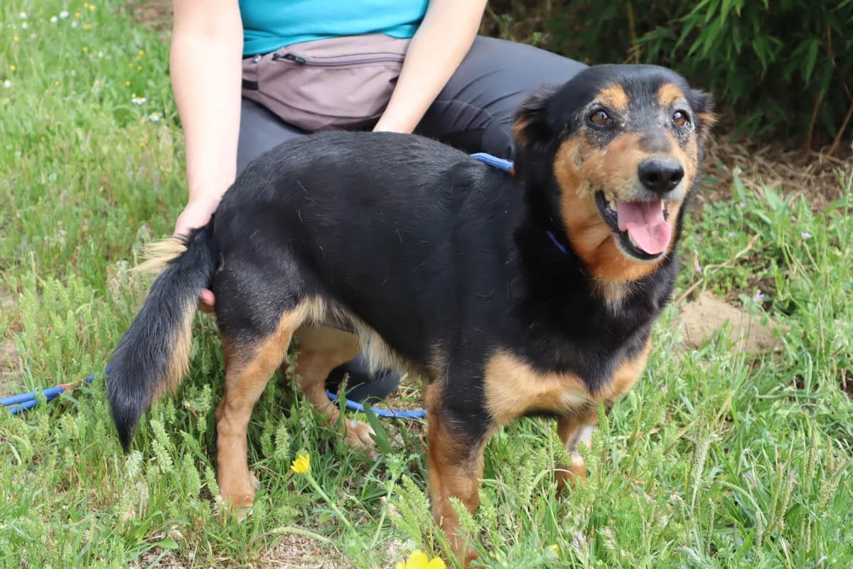 PONGO, Preto e Castanho male 5yo Mixed Breed for adoption at O Cantinho da Milu, Lisbon