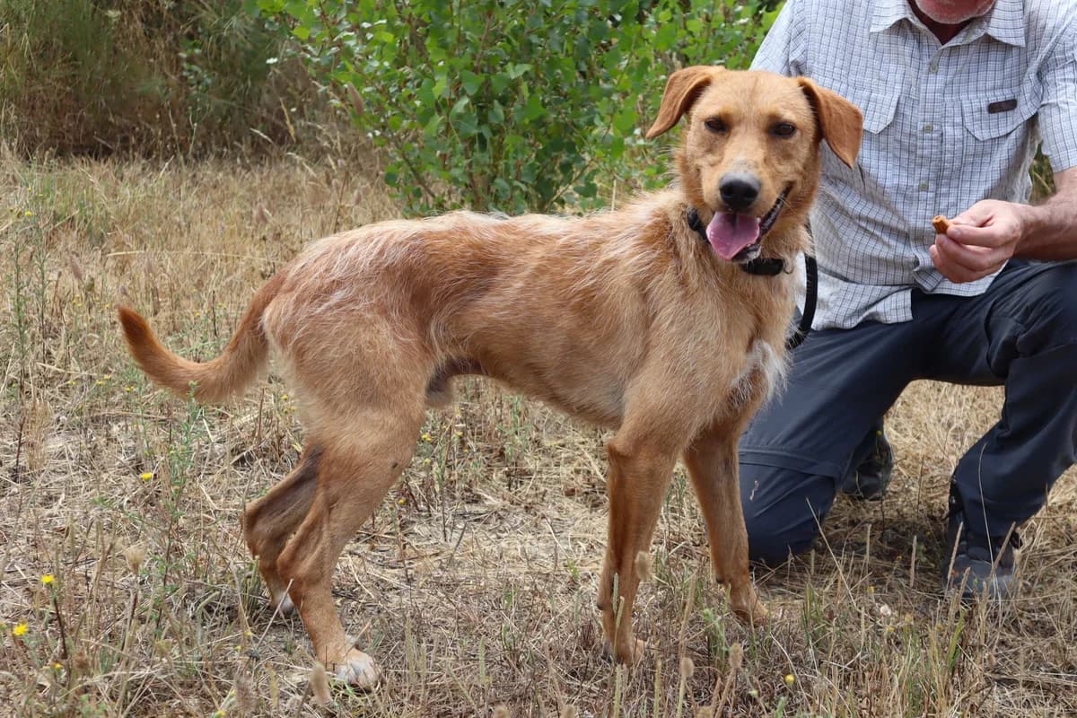 RICO, Castanho male young mixed breed for adoption at O Cantinho da Milu, Lisbon