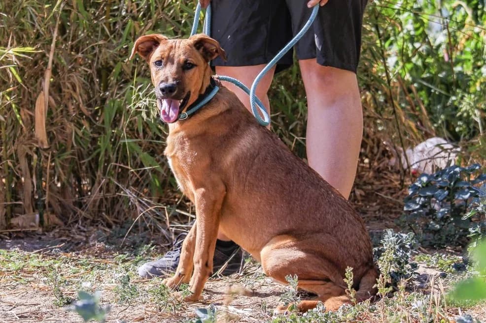 BANSHO, Castanho male young Mixed Breed for adoption at O Cantinho da Milu, Lisbon