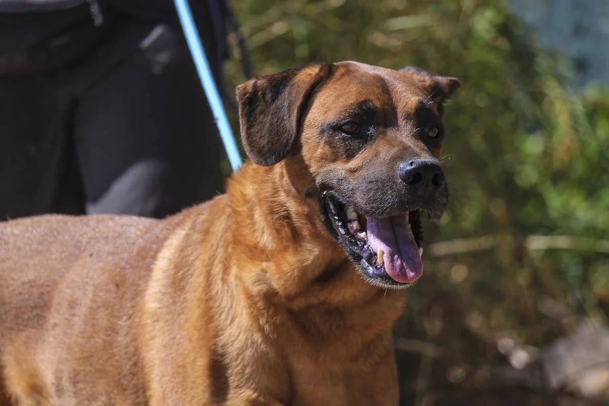 BIG, Castanho male 7yo Mixed Breed for adoption at O Cantinho da Milu, Lisbon