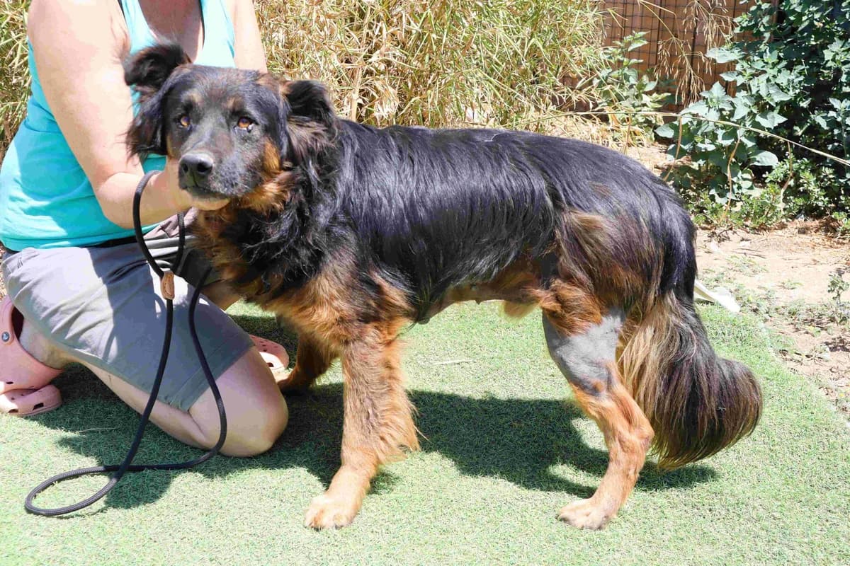 TRISTAN, Preto afogueado male senior Mixed Breed for adoption at O Cantinho da Milu, Lisbon