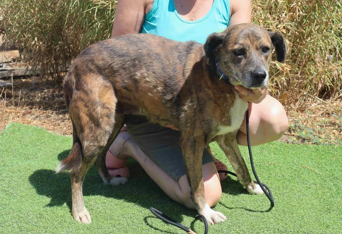 PORTIA, Castanho female 3yo Mixed Breed for adoption at O Cantinho da Milu, Lisbon
