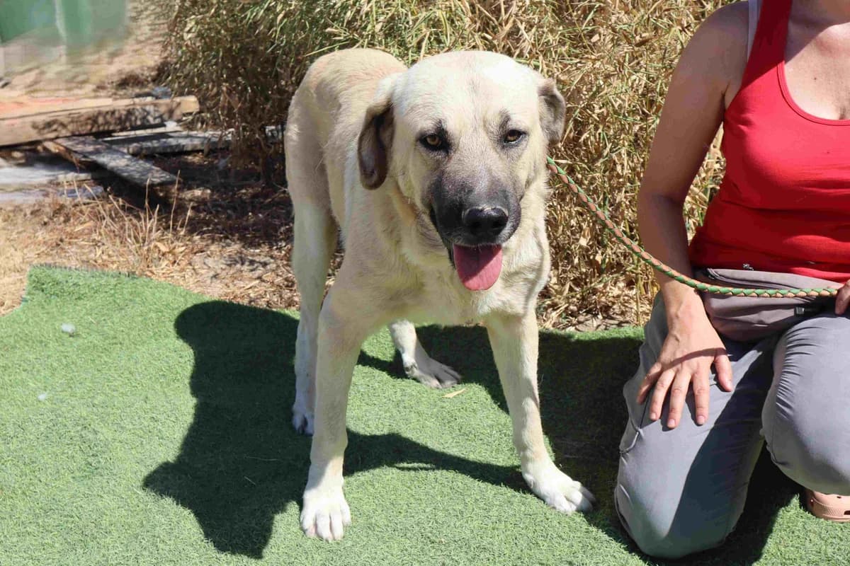 CONRAD, Creme male 3yo mixed breed for adoption at O Cantinho da Milu, Lisbon