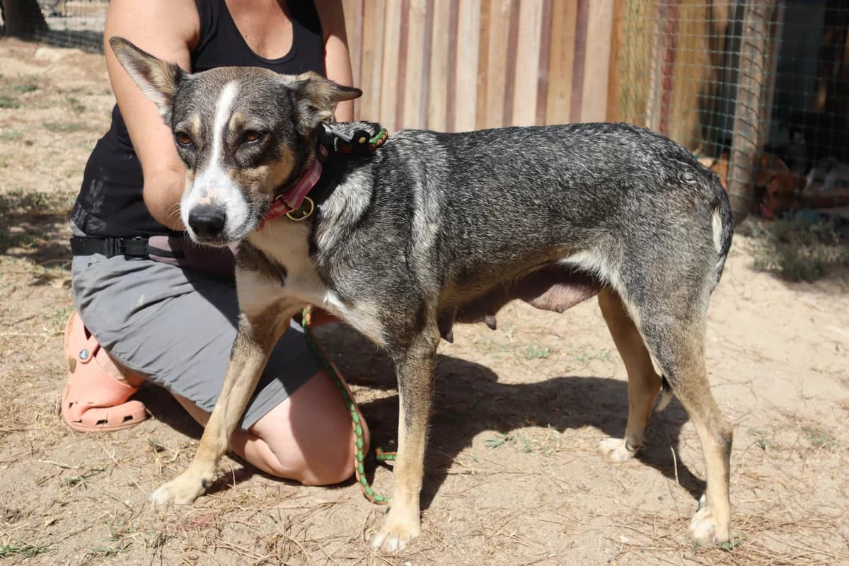 CARRIE, Cinza e Branco female young Mixed Breed for adoption at O Cantinho da Milu, Lisbon