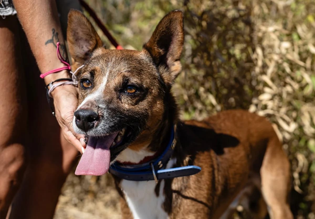 CRAVO, Castanho e Branco male 6yo Mixed Breed for adoption at O Cantinho da Milu, Lisbon