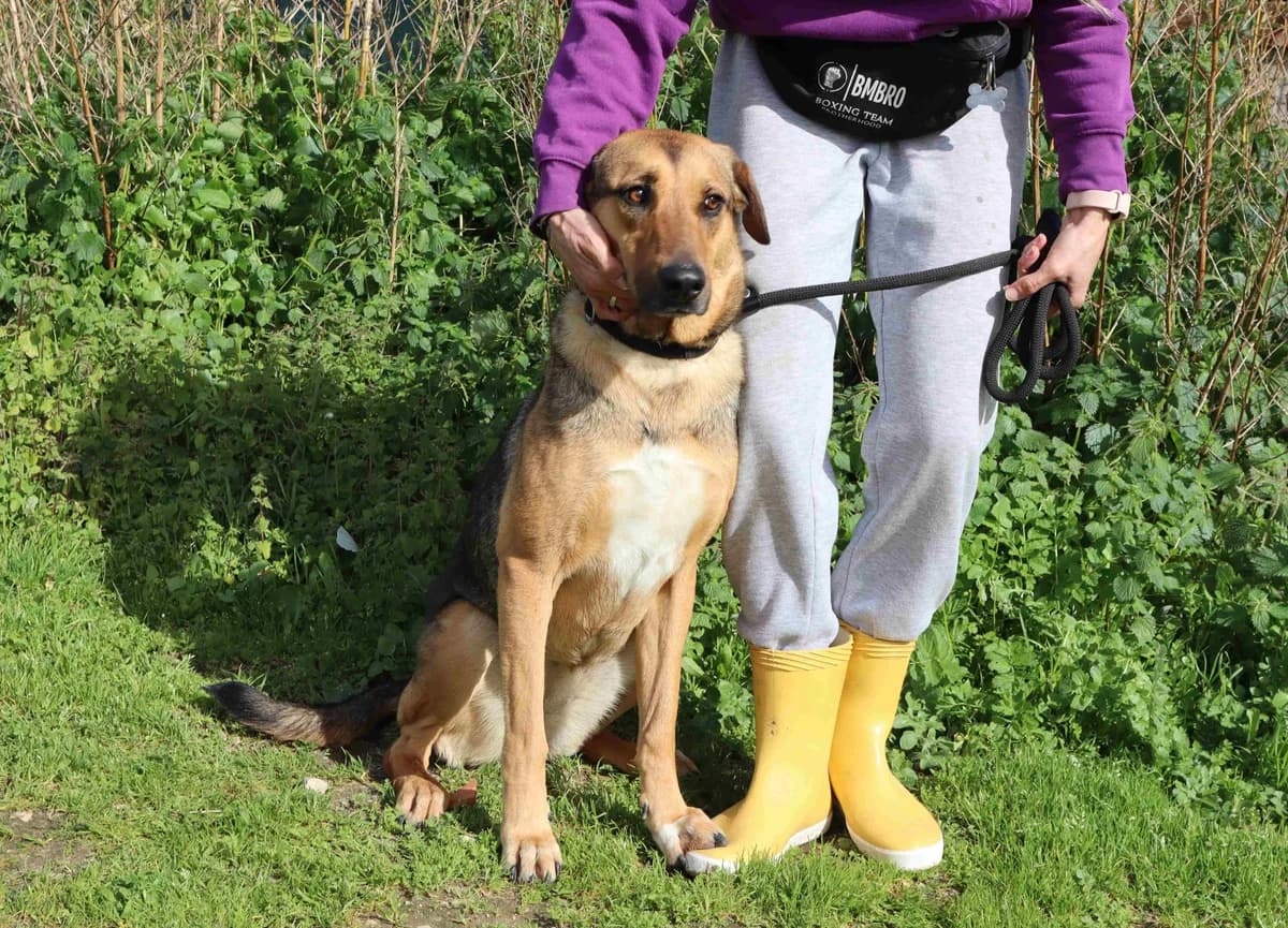 JOSY, Preto e Castanho female young Mixed Breed for adoption at O Cantinho da Milu, Lisbon