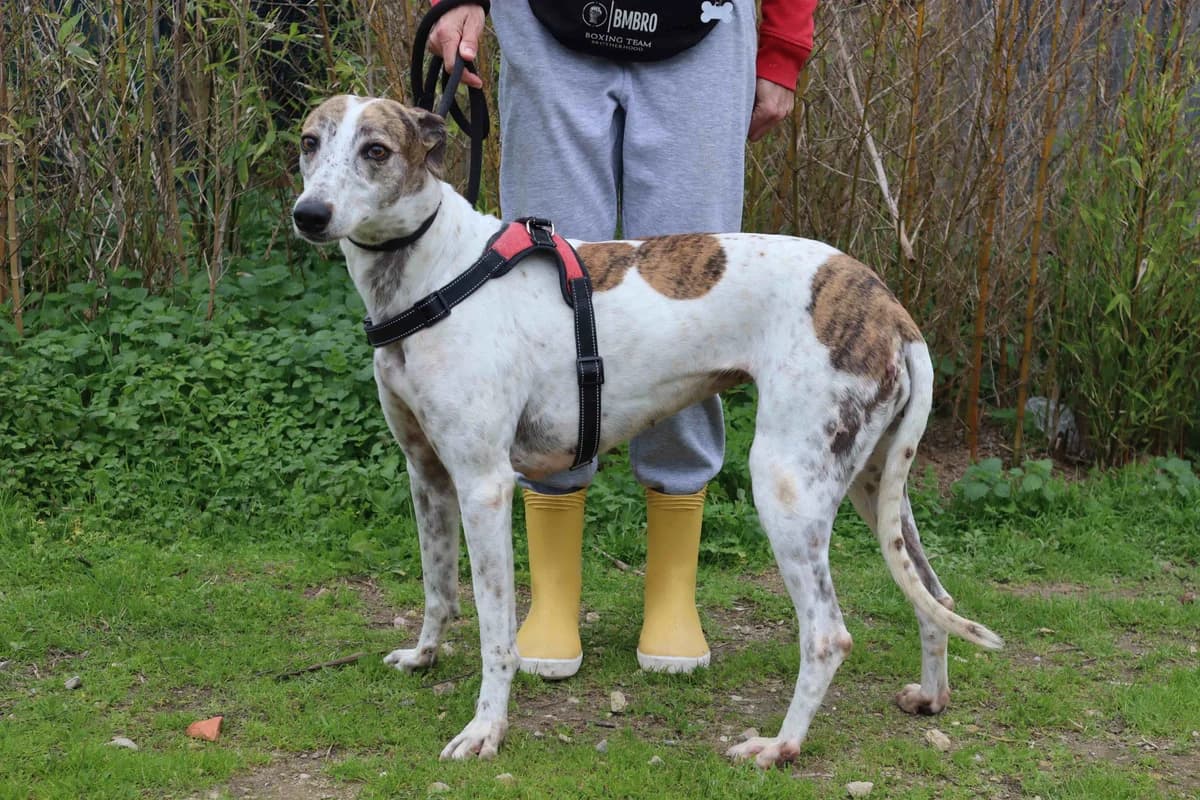 CHARLIE, Branco e Castanho female 6yo Galgo Español for adoption at O Cantinho da Milu, Lisbon