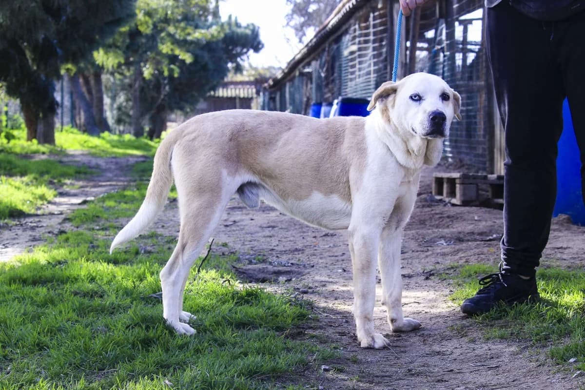 BOWIE, Castanho e Branco male 3yo Mixed Breed for adoption at O Cantinho da Milu, Lisbon