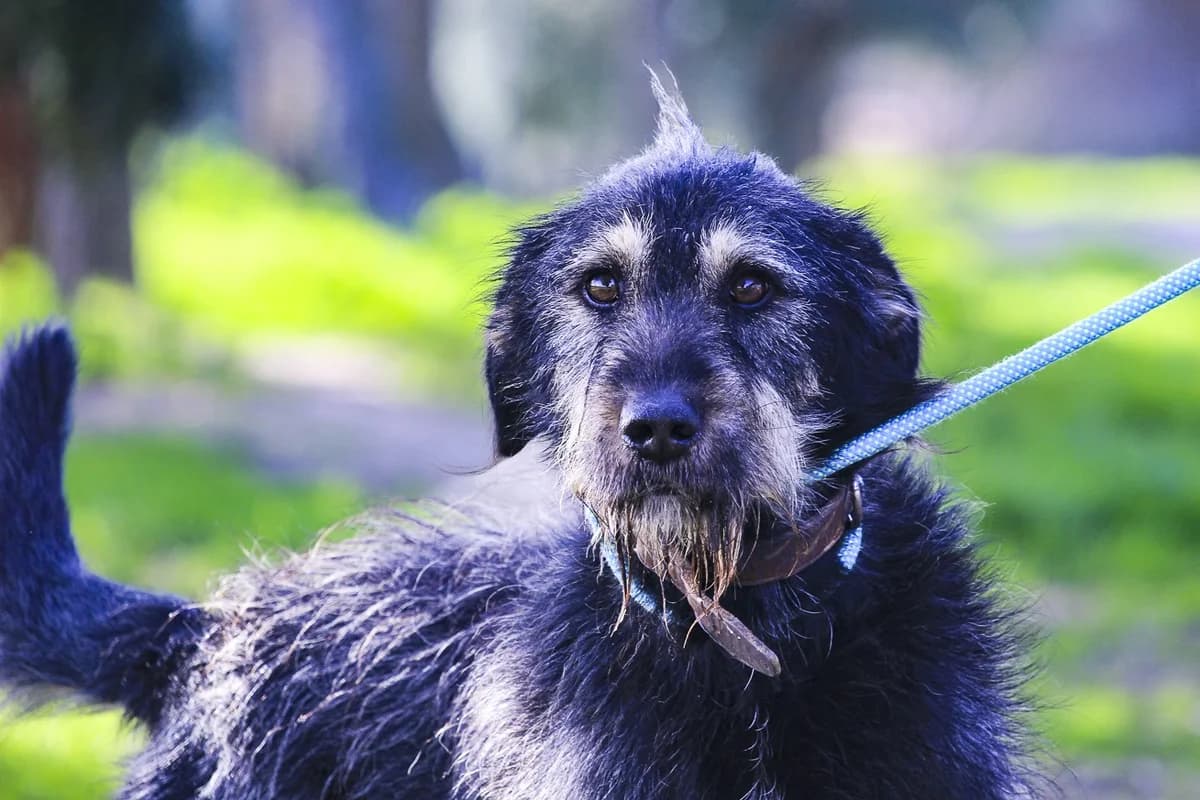 EUSEBIO, Preto male 5yo Mixed Breed for adoption at O Cantinho da Milu, Lisbon