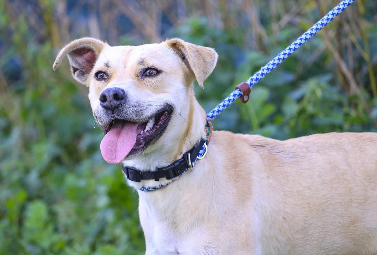 LUZ, Creme female young Mixed Breed for adoption at O Cantinho da Milu, Lisbon
