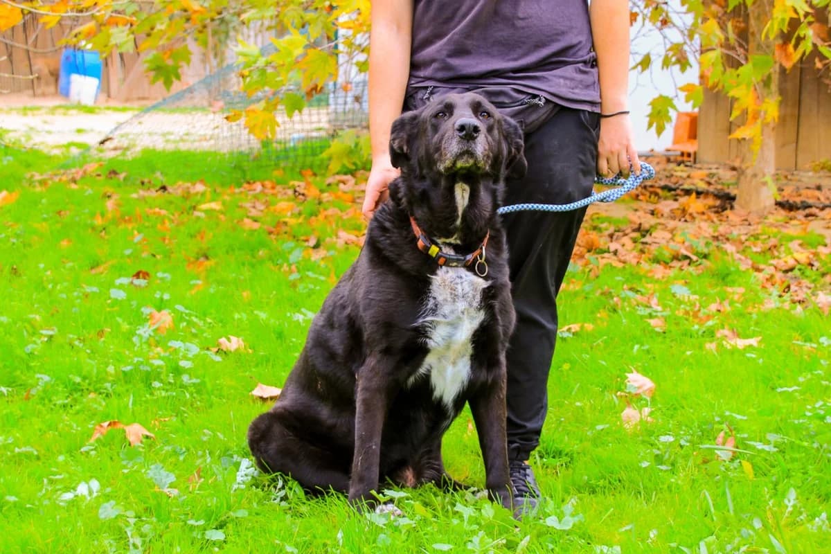 DOTA, Preto e Branco female senior Mixed Breed for adoption at O Cantinho da Milu, Lisbon