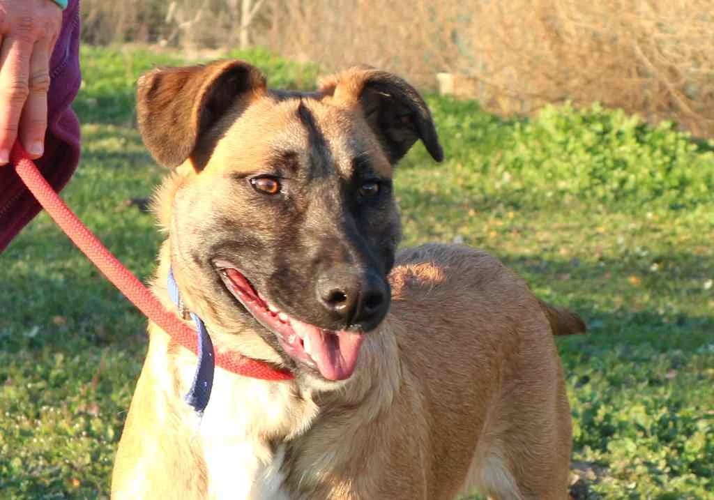 PIPA, Castanho female senior Mixed Breed for adoption at O Cantinho da Milu, Lisbon