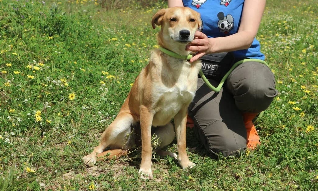 DARLA, Mel Dourado female senior Mixed Breed for adoption at O Cantinho da Milu, Lisbon