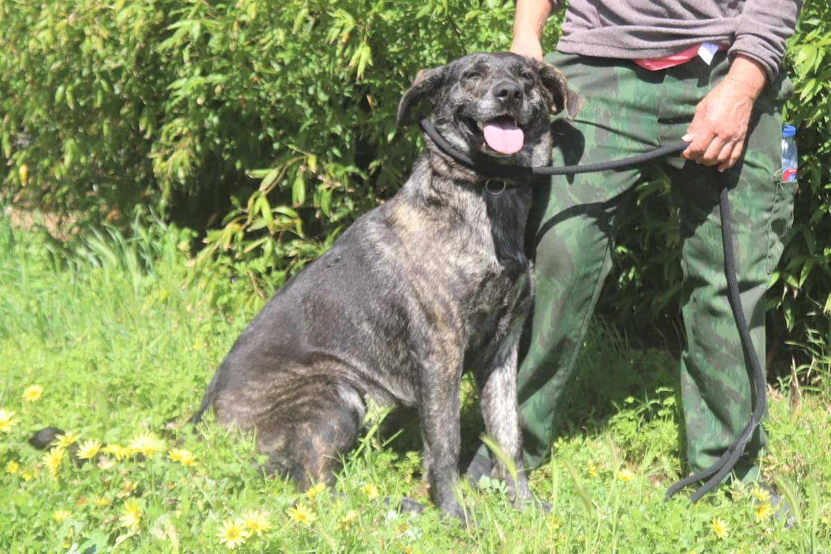 MAEVE, Preto female 7yo Mixed Breed for adoption at O Cantinho da Milu, Lisbon