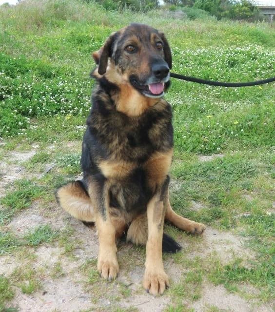 KIDOCE, Castanho male senior Mixed Breed for adoption at O Cantinho da Milu, Lisbon