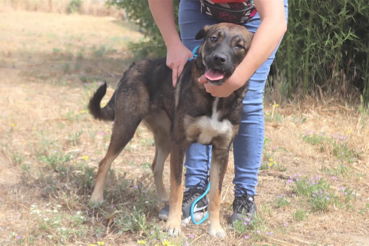 LYRA, Castanho female 7yo Mixed Breed for adoption at O Cantinho da Milu, Lisbon